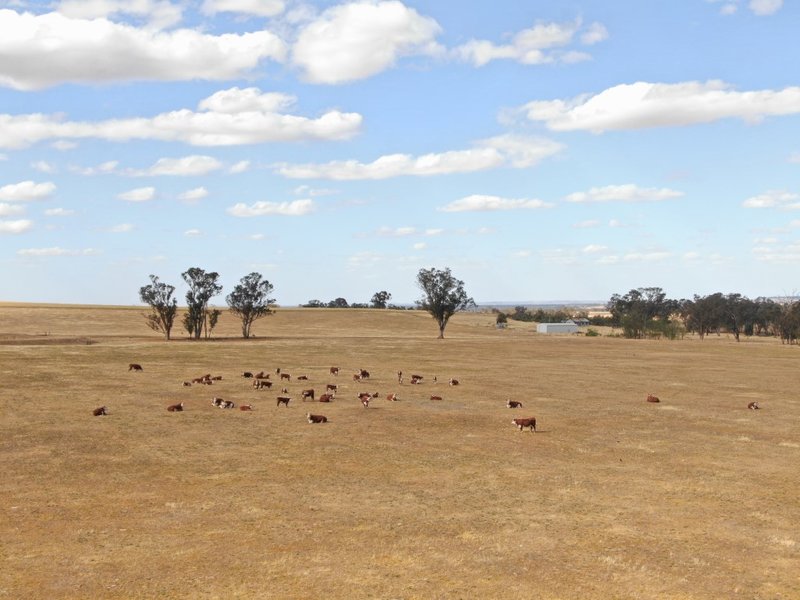 Photo - 661 Dudauman Road, Cootamundra NSW 2590 - Image 4