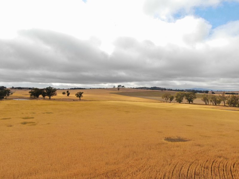 Photo - 661 Dudauman Road, Cootamundra NSW 2590 - Image 8