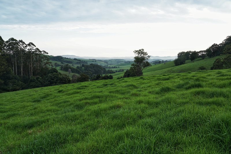 665 Whisky Creek Road, Dorrigo NSW 2453