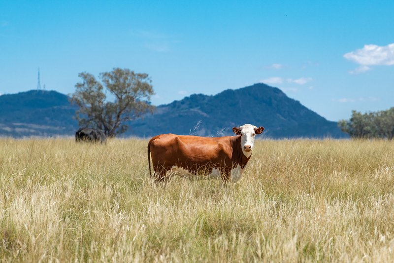 Photo - 6690 Newell Highway, Gowang NSW 2357 - Image 6