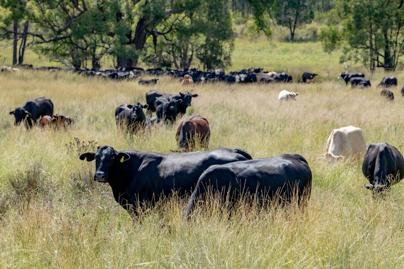 Photo - 6690 Newell Highway, Gowang NSW 2357 - Image 9