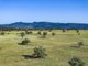 Photo - 6690 Newell Highway, Gowang NSW 2357 - Image 11