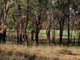 Photo - 671 Oregon Road, Warialda NSW 2402 - Image 4