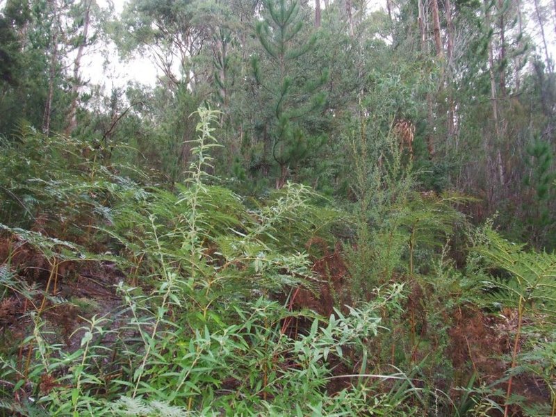 Photo - 68 Old Jetty Road, Eaglehawk Neck TAS 7179 - Image 9