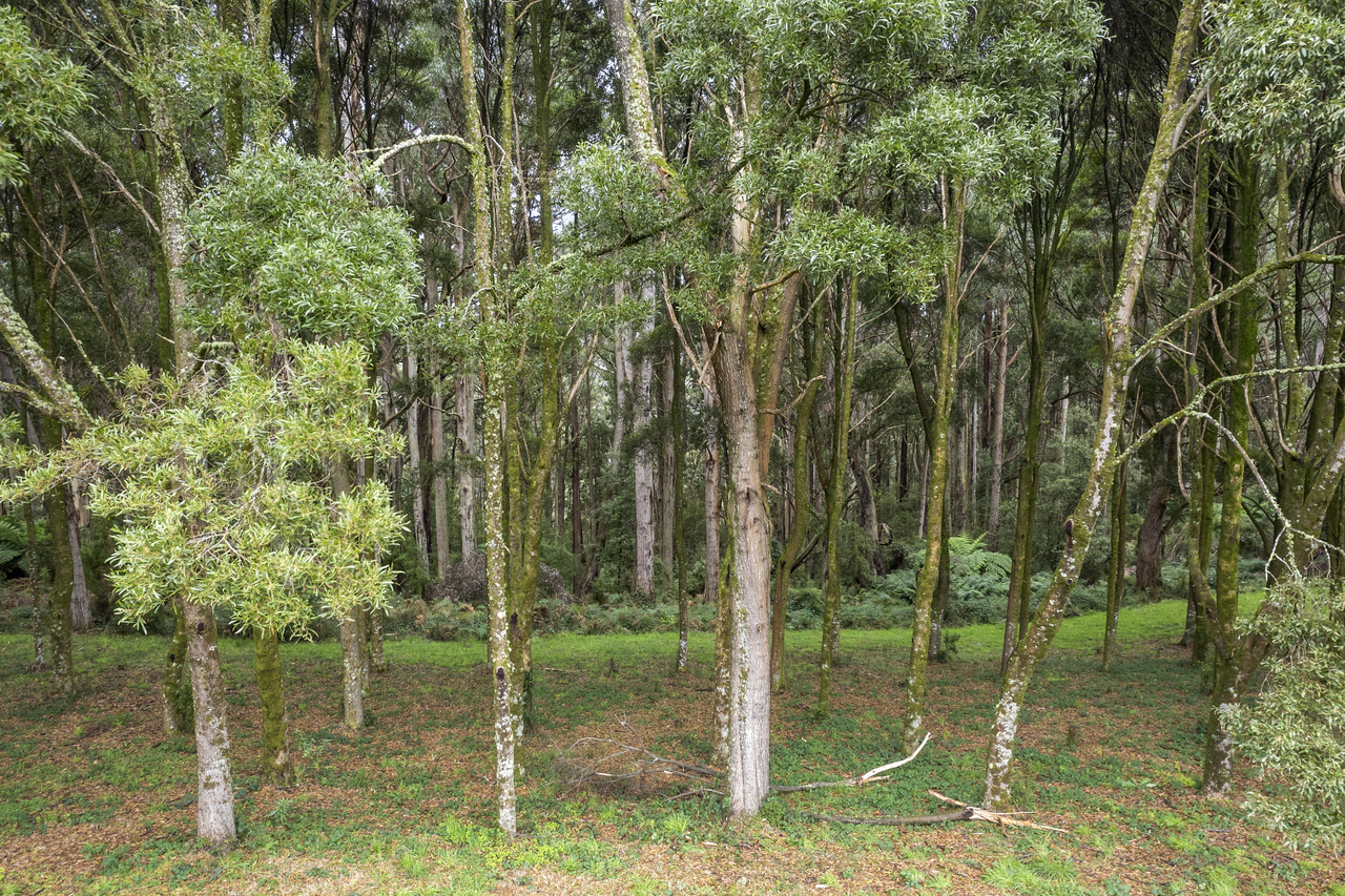 5-bedroom house at 680 Erskine Falls Road, Lorne, VIC 3232, Surf Coast, Victoria