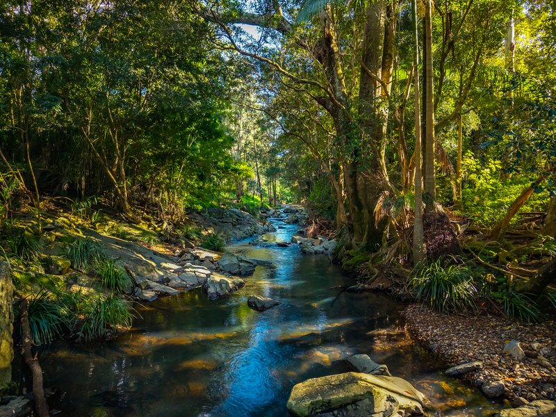 Photo - 69 Currey Road, Wongawallan QLD 4210 - Image 4