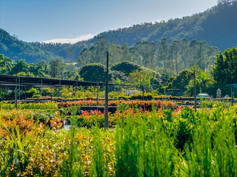 Photo - 69 Currey Road, Wongawallan QLD 4210 - Image 7