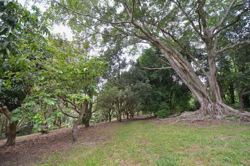 Photo - 69 Estelle Road, Currumbin Valley QLD 4223 - Image 5