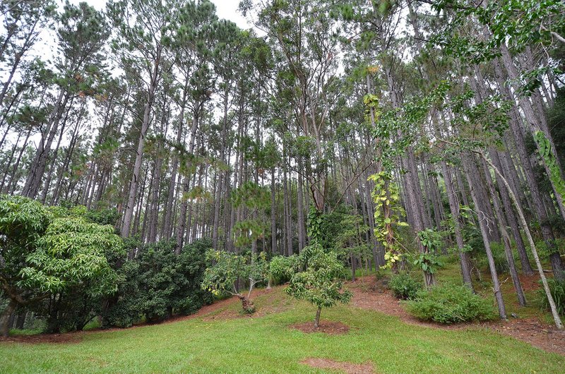 Photo - 69 Estelle Road, Currumbin Valley QLD 4223 - Image 12