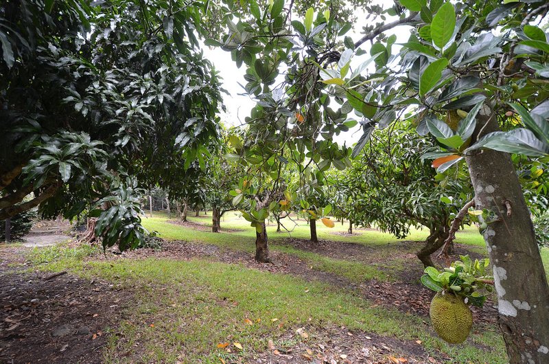 Photo - 69 Estelle Road, Currumbin Valley QLD 4223 - Image 13