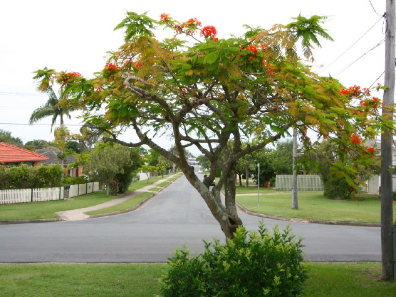 Photo - 7 Knights Terrace, Margate QLD 4019 - Image 10