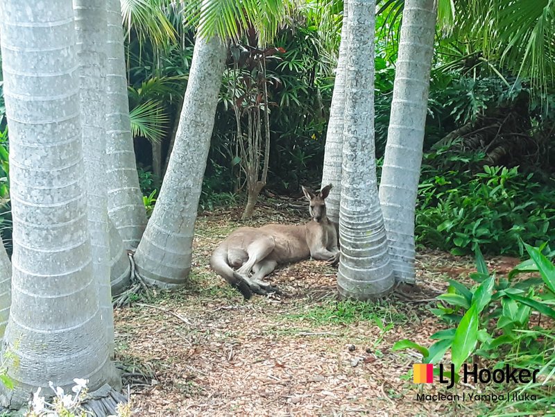 Photo - 7 Paddymelon Road, Woombah NSW 2469 - Image 25