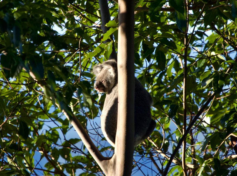 Photo - 7 Witherby Crescent, Tamborine Mountain QLD 4272 - Image 25