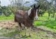 Photo - 70 Davis Road, Macclesfield SA 5153 - Image 17