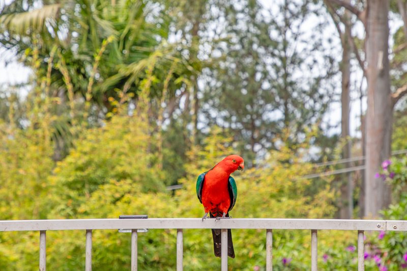 Photo - 70 Kinabalu Drive, Tamborine Mountain QLD 4272 - Image 8