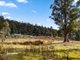 Photo - 700 Halls Track Road, Pelverata TAS 7150 - Image 18