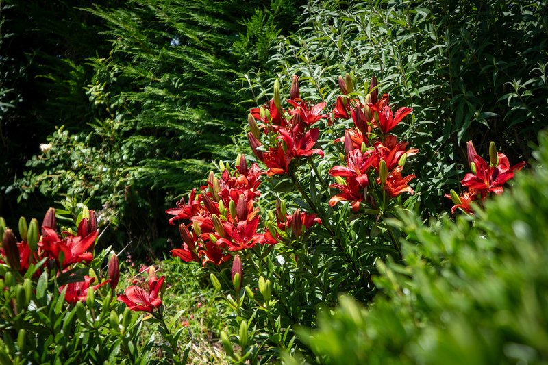 Photo - 71 Sloggetts Road, Oberon NSW 2787 - Image 26