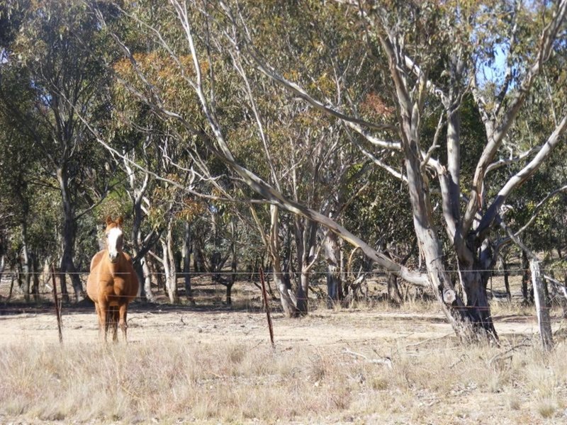 Photo - 711 Mountain Ash Road, Goulburn NSW 2580 - Image 4