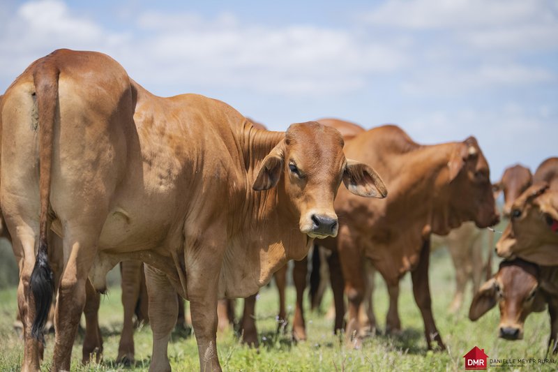 Photo - 715 Bon Accord Wetheron Road, Gayndah QLD 4625 - Image 3