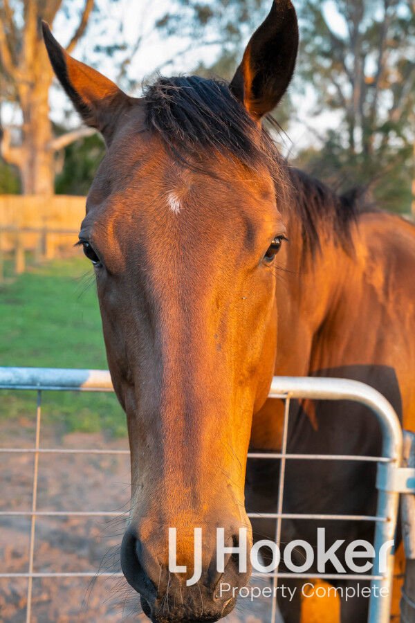 Photo - 72-96 Tamborine Street, Jimboomba QLD 4280 - Image 19