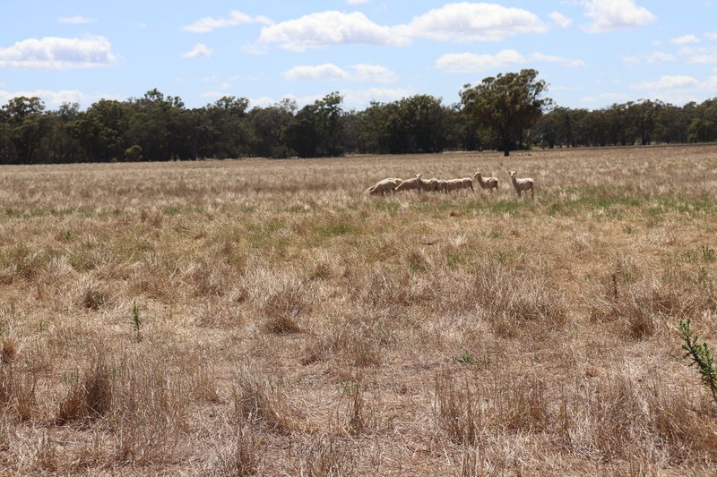 Photo - 72 Boorr Hill Road, Parkes NSW 2870 - Image 23