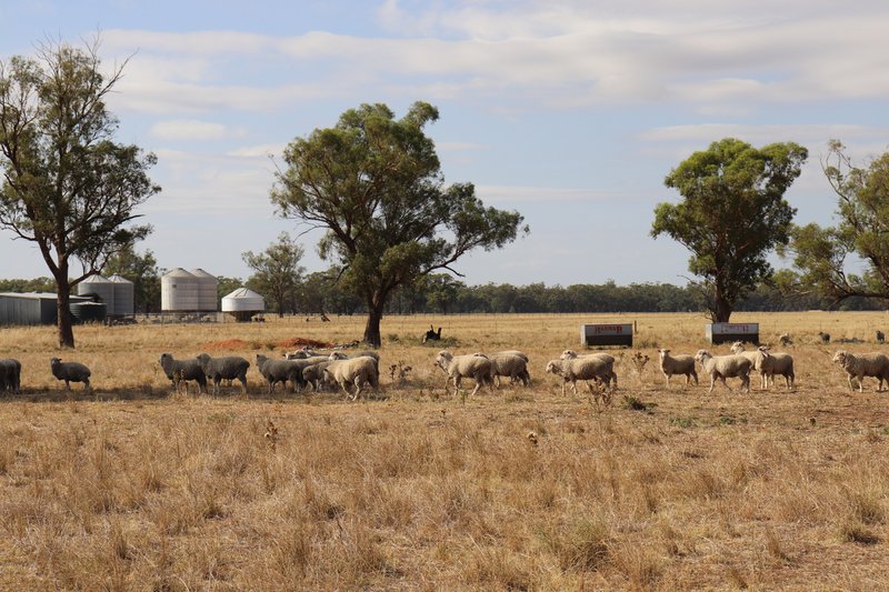 Photo - 72 Boorr Hill Road, Parkes NSW 2870 - Image 28