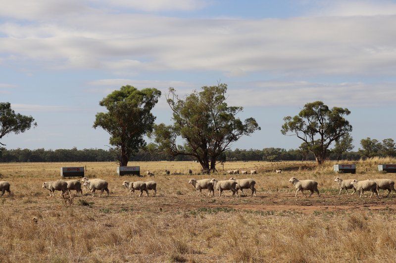 Photo - 72 Boorr Hill Road, Parkes NSW 2870 - Image 34