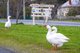 Photo - 73 Racecourse Road, Riddells Creek VIC 3431 - Image 24