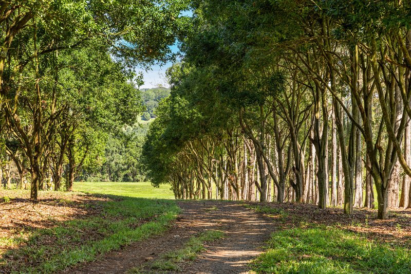 Photo - 730 Lismore Road, Nashua NSW 2479 - Image 13