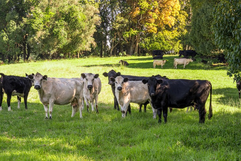 Photo - 730 Lismore Road, Nashua NSW 2479 - Image 23