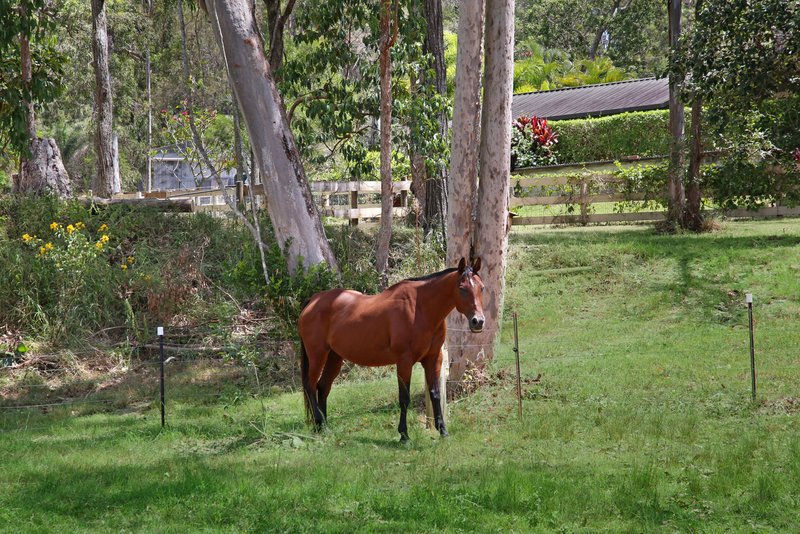 Photo - 745 Gilston Road, Gilston QLD 4211 - Image 32