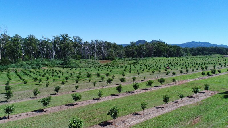 Photo - 75 Youngs Rd , Glass House Mountains QLD 4518 - Image 12