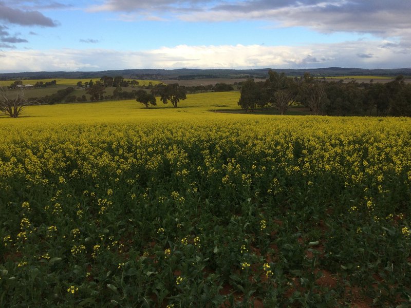 Photo - 77 Mary Gilmore Road, Wagga Wagga NSW 2650 - Image 7