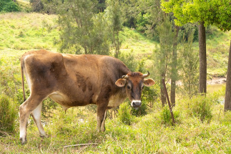 Photo - 79 Wendt Road, Chambers Flat QLD 4133 - Image 29