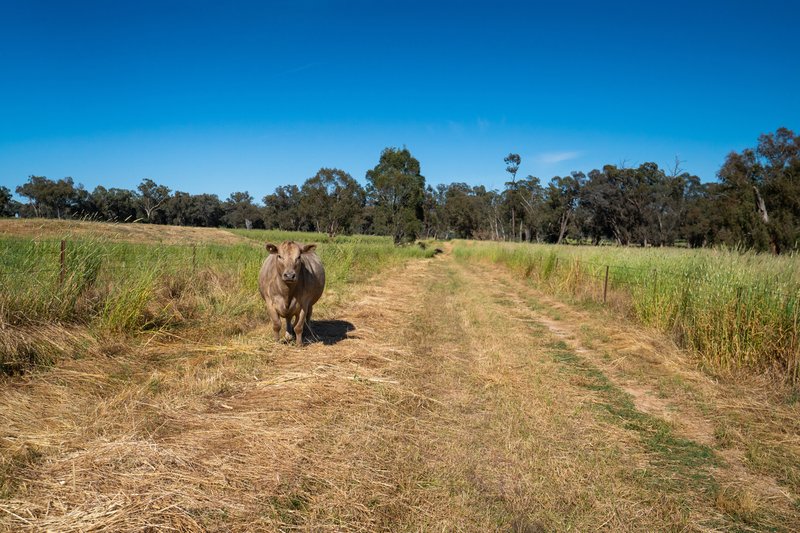 Photo - 8 Boxwood Park Road, Bungowannah NSW 2640 - Image 34