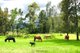 Photo - 8 Sandy Creek Road, Mount Vincent NSW 2323 - Image 24