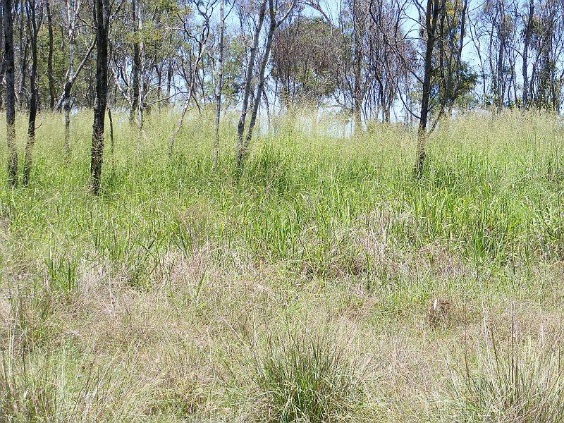 Photo - 82 Wilkes Road, Wilkesdale QLD 4608 - Image 25