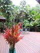 Photo - 83 Cape Tribulation Road, Cape Tribulation QLD 4873 - Image 7