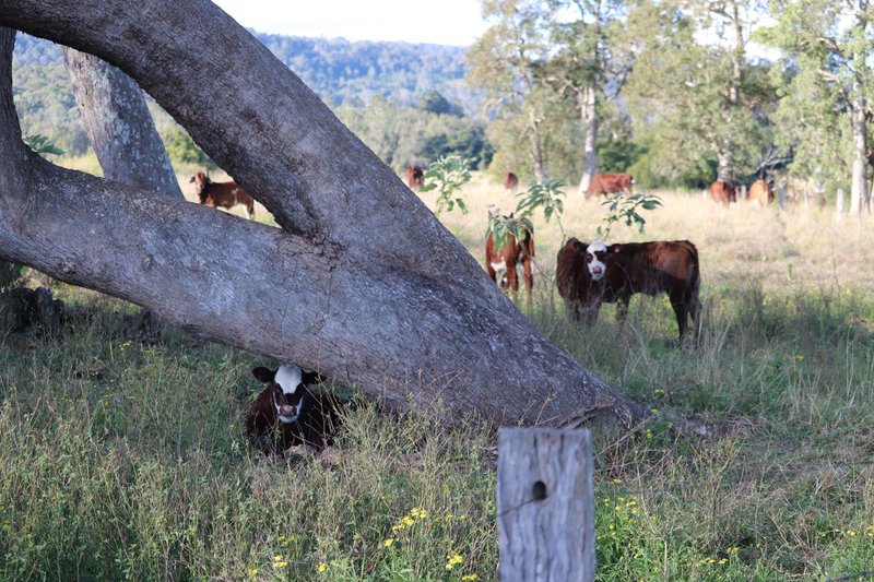 83 Farm Road, Bonalbo NSW 2469