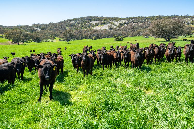 Photo - 833 Walla Walla Jindera Road, Walla Walla NSW 2659 - Image 3