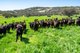 Photo - 833 Walla Walla Jindera Road, Walla Walla NSW 2659 - Image 3