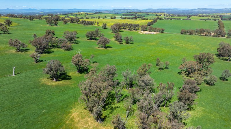 Photo - 833 Walla Walla Jindera Road, Walla Walla NSW 2659 - Image 26