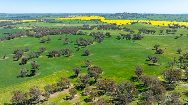 Photo - 833 Walla Walla Jindera Road, Walla Walla NSW 2659 - Image 31