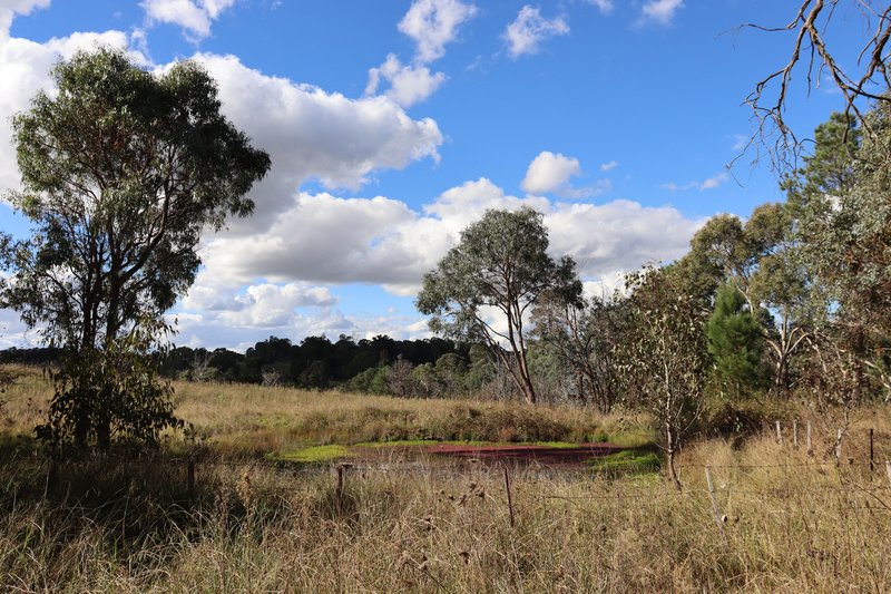 Photo - 84 Quartz Gully Road, Uralla NSW 2358 - Image 9