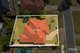 Photo - 84 Tibrogargan Drive, Narangba QLD 4504 - Image 15