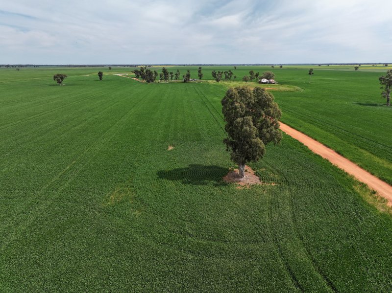 Photo - 849 Brushwood North Road, Coolamon NSW 2701 - Image 19