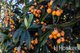 Photo - 85 Lipsett Terrace, Brooklyn Park SA 5032 - Image 22