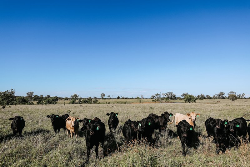 Photo - 888 Dargal Road, Roma QLD 4455 - Image 19