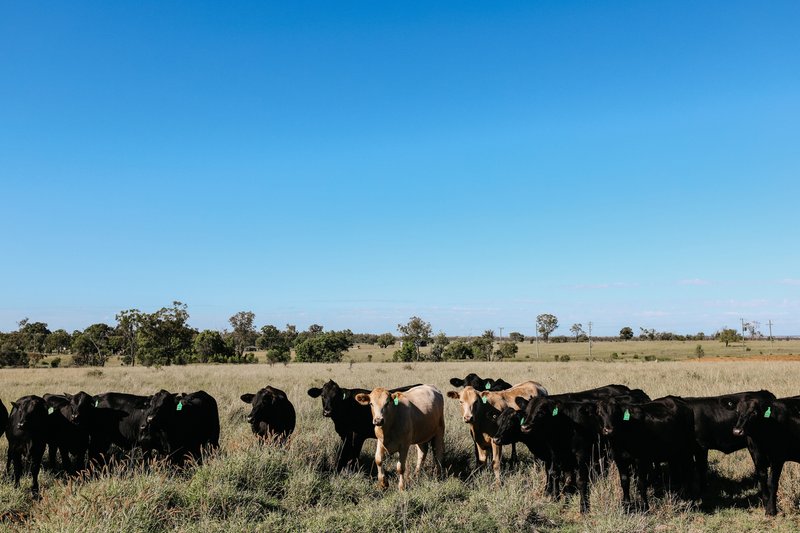 Photo - 888 Dargal Road, Roma QLD 4455 - Image 26