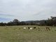 Photo - 89 Carrick Road, Goulburn NSW 2580 - Image 18